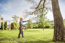 Best Lot and Land Clearing  in Dorothy, NJ