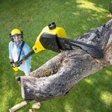 Trusted Dorothy, NJ Tree Removal Experts