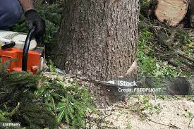 Best Tree Cabling and Bracing  in Dorothy, NJ