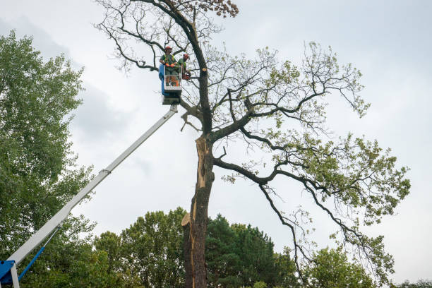 Best Tree Disease Treatment  in Dorothy, NJ