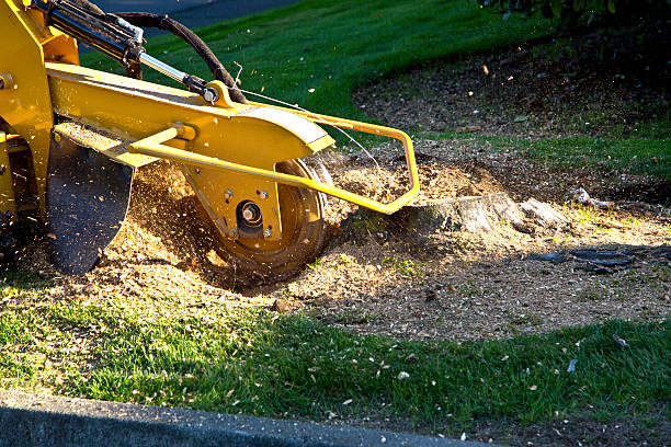 Best Fruit Tree Pruning  in Dorothy, NJ